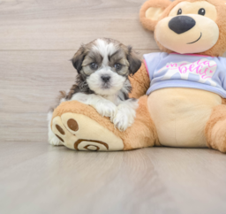 5 week old Teddy Bear Puppy For Sale - Seaside Pups