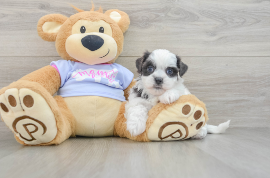 Smart Teddy Bear Designer Pup