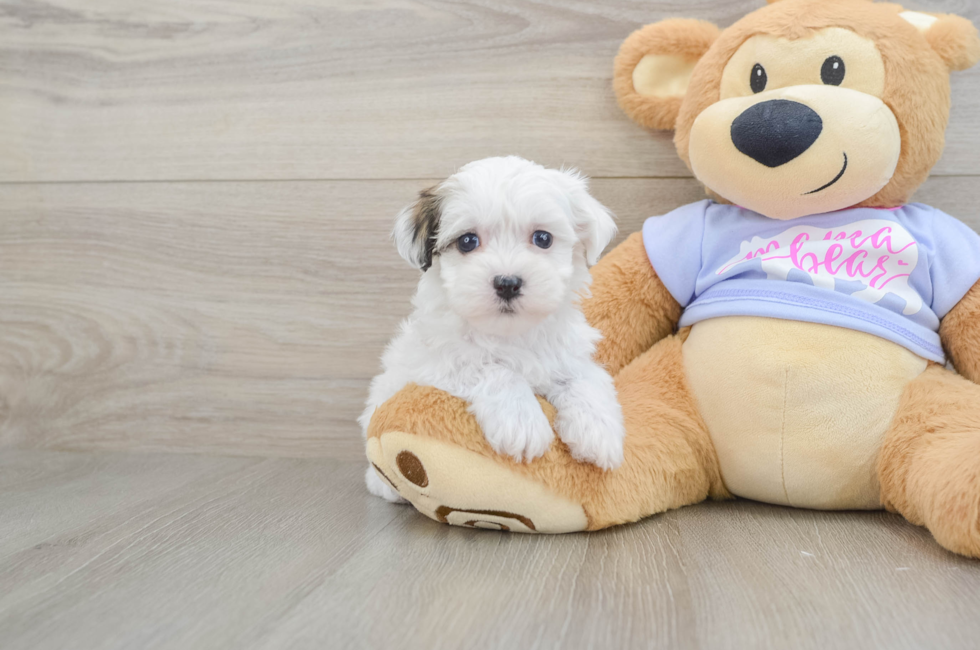 6 week old Teddy Bear Puppy For Sale - Seaside Pups