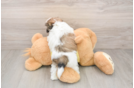 Adorable Shitzu Designer Puppy