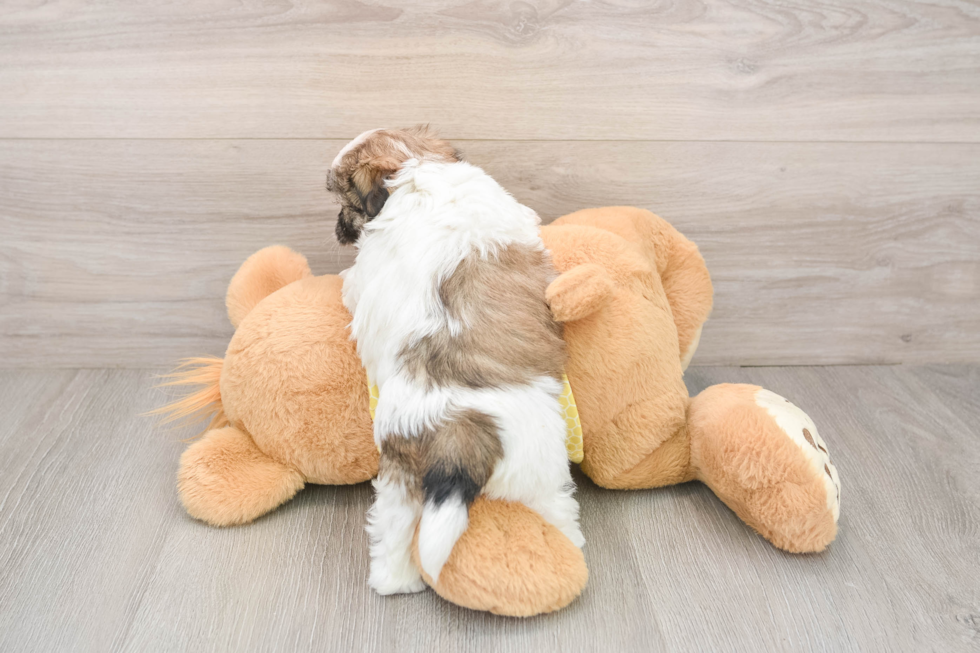 Adorable Shitzu Designer Puppy