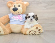 7 week old Teddy Bear Puppy For Sale - Seaside Pups