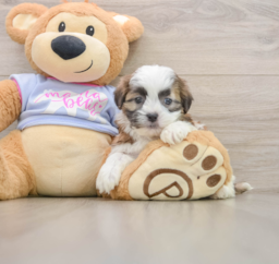 5 week old Teddy Bear Puppy For Sale - Seaside Pups