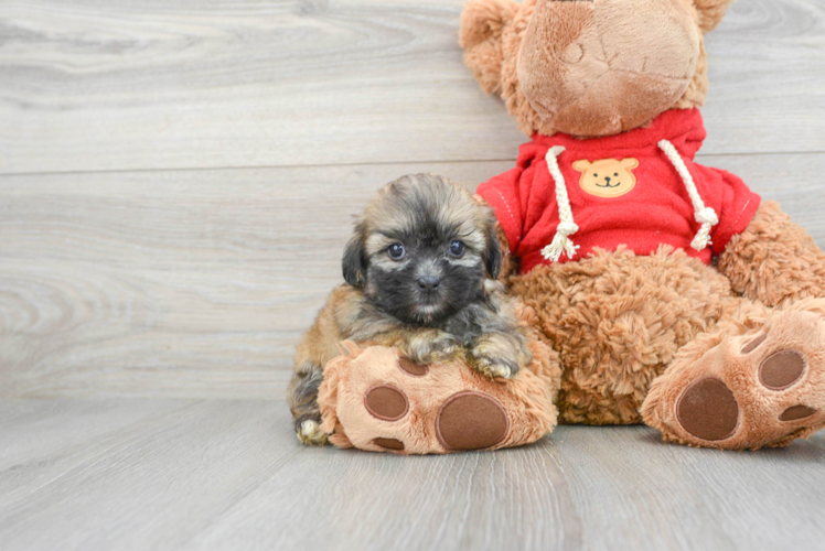 Playful Shit Designer Puppy