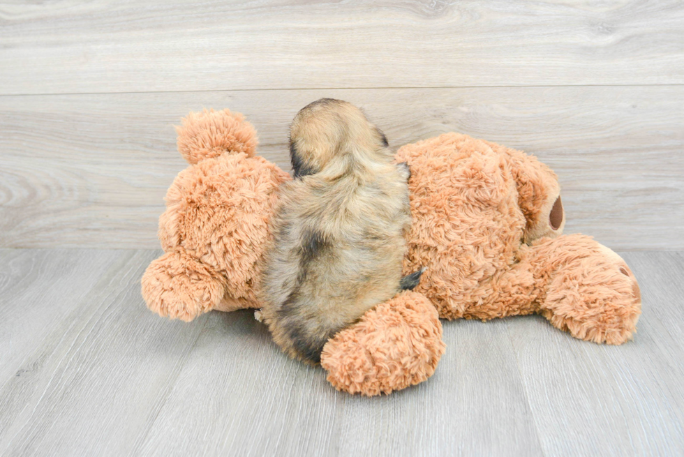 Hypoallergenic Shitzu Designer Puppy
