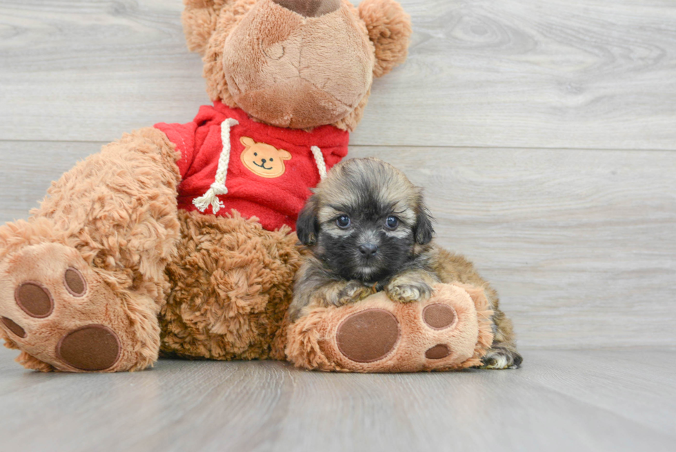 Fluffy Teddy Bear Designer Pup