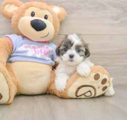 5 week old Teddy Bear Puppy For Sale - Seaside Pups