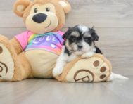 6 week old Teddy Bear Puppy For Sale - Seaside Pups