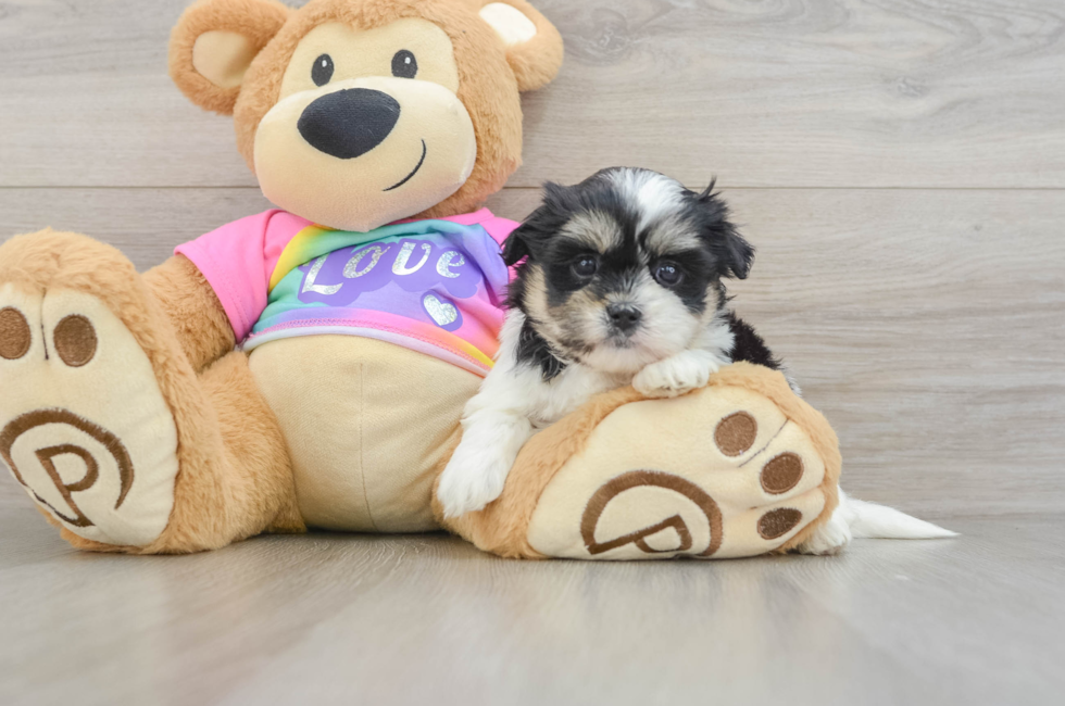 5 week old Teddy Bear Puppy For Sale - Seaside Pups