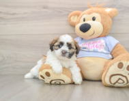 6 week old Teddy Bear Puppy For Sale - Seaside Pups