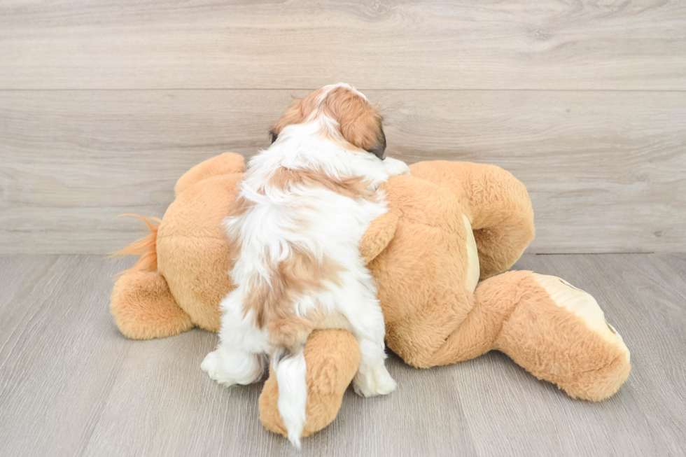 Popular Teddy Bear Designer Pup