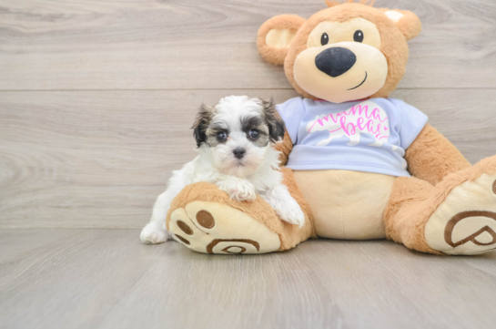 Friendly Teddy Bear Baby