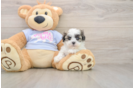 Playful Shichon Designer Puppy