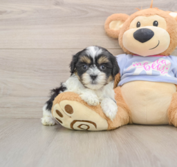 5 week old Teddy Bear Puppy For Sale - Seaside Pups