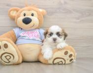 5 week old Teddy Bear Puppy For Sale - Seaside Pups