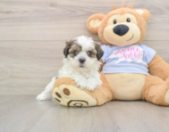 7 week old Teddy Bear Puppy For Sale - Seaside Pups
