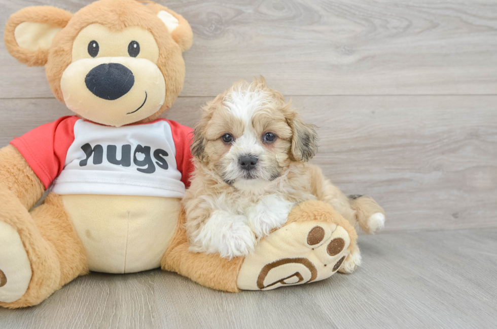 6 week old Teddy Bear Puppy For Sale - Seaside Pups