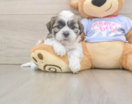 5 week old Teddy Bear Puppy For Sale - Seaside Pups