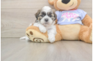 Adorable Shitzu Designer Puppy