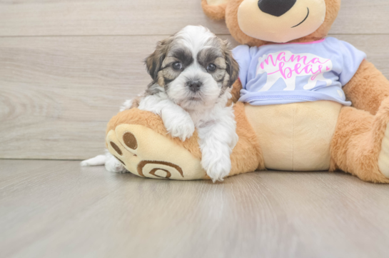Adorable Shitzu Designer Puppy