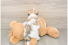 Teddy Bear Pup Being Cute