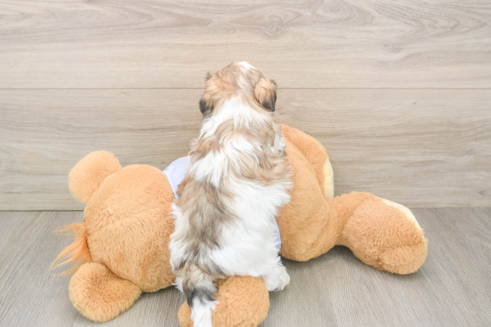 Teddy Bear Pup Being Cute