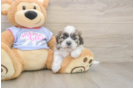 Teddy Bear Pup Being Cute
