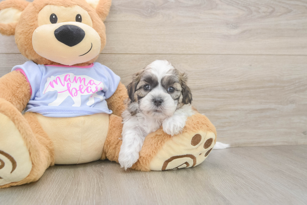 Teddy Bear Pup Being Cute
