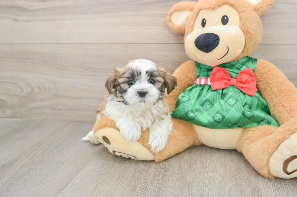 5 week old Teddy Bear Puppy For Sale - Seaside Pups