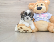 6 week old Teddy Bear Puppy For Sale - Seaside Pups
