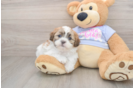 Funny Teddy Bear Designer Pup