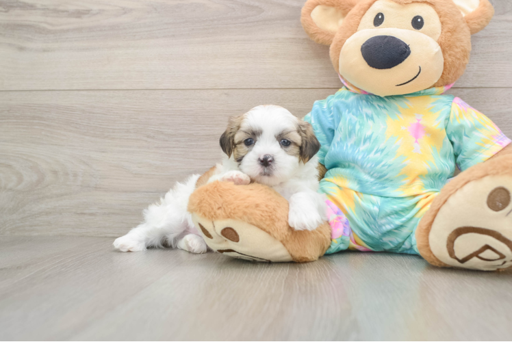 Playful Shichon Designer Puppy