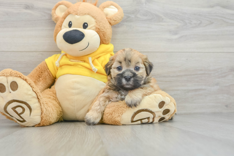 Teddy Bear Pup Being Cute