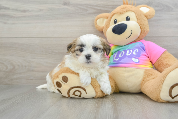 Teddy Bear Pup Being Cute