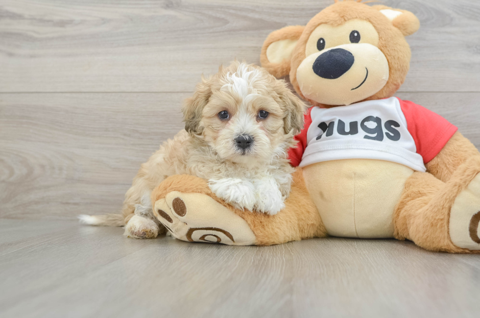 6 week old Teddy Bear Puppy For Sale - Seaside Pups