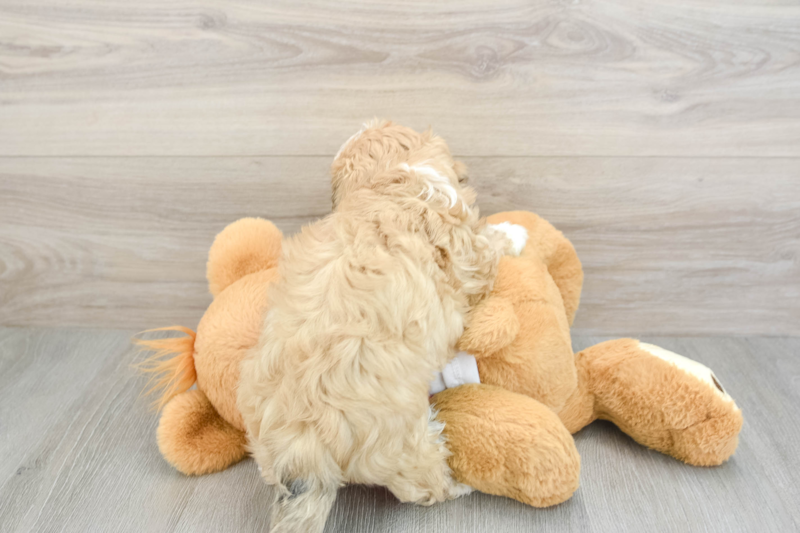 Meet Parson - our Teddy Bear Puppy Photo 2/3 - Seaside Pups