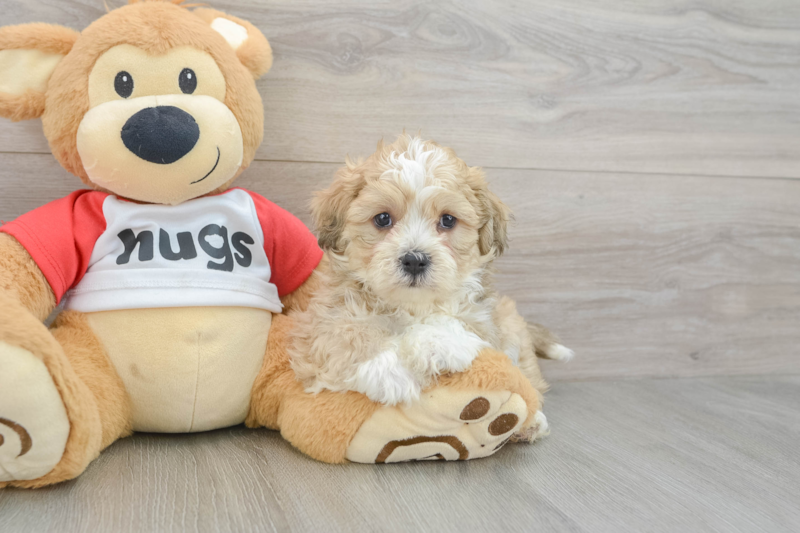 Meet Parson - our Teddy Bear Puppy Photo 3/3 - Seaside Pups