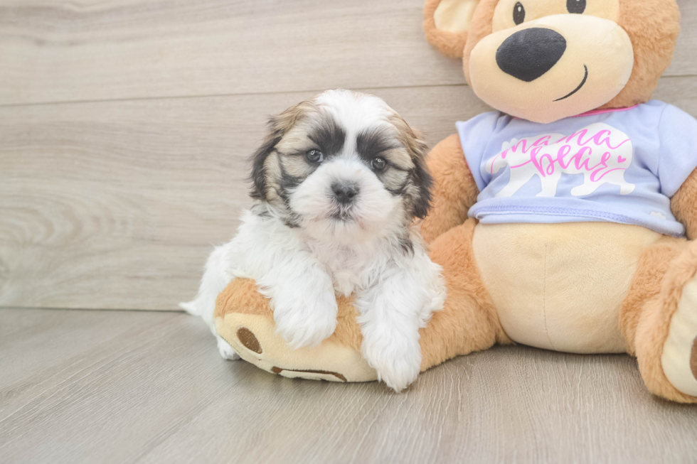Teddy Bear Puppy for Adoption