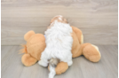 Teddy Bear Pup Being Cute