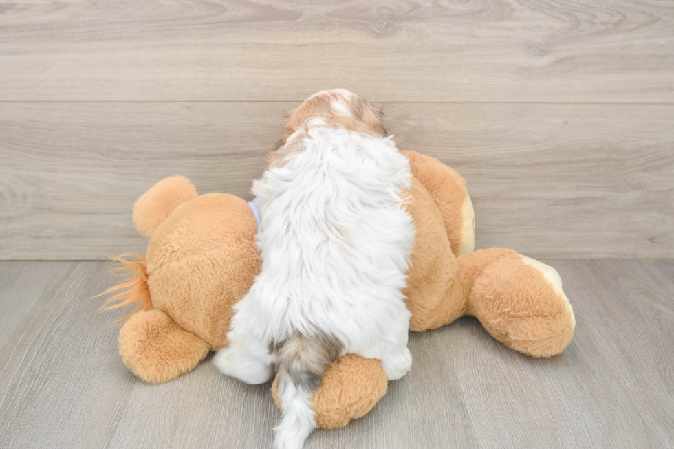 Teddy Bear Pup Being Cute