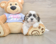 5 week old Teddy Bear Puppy For Sale - Seaside Pups