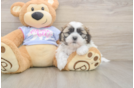 Cute Teddy Bear Baby