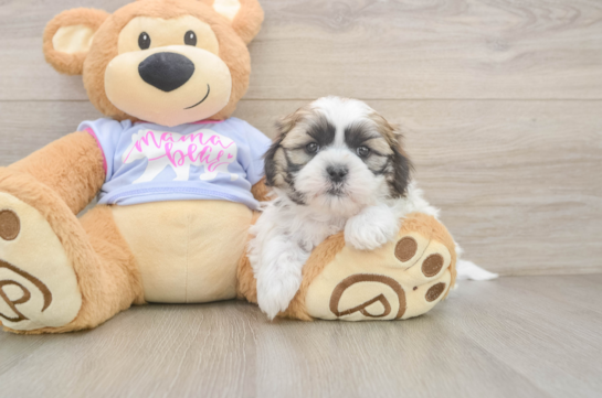 Cute Teddy Bear Baby