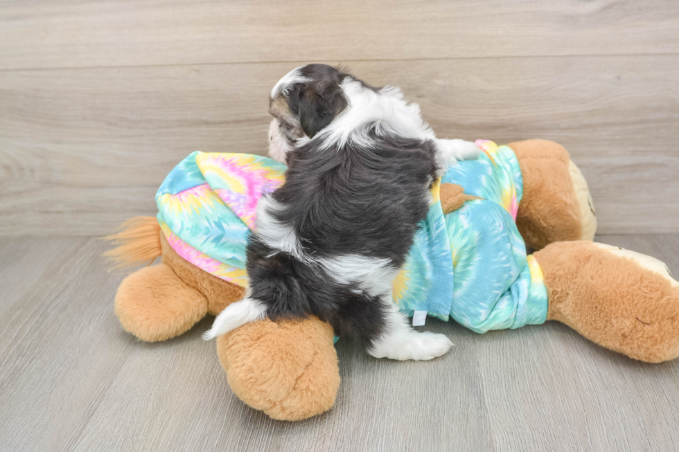 Best Teddy Bear Baby