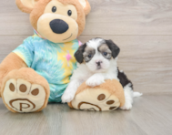 6 week old Teddy Bear Puppy For Sale - Seaside Pups