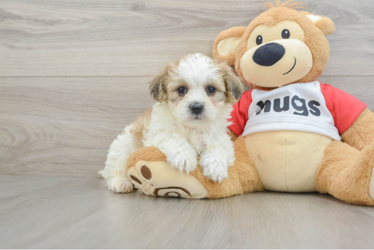 Popular Teddy Bear Designer Pup