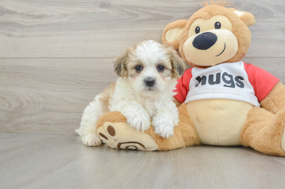 6 week old Teddy Bear Puppy For Sale - Seaside Pups