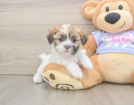 5 week old Teddy Bear Puppy For Sale - Seaside Pups