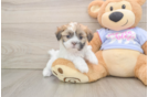 Hypoallergenic Shi Chon Designer Puppy