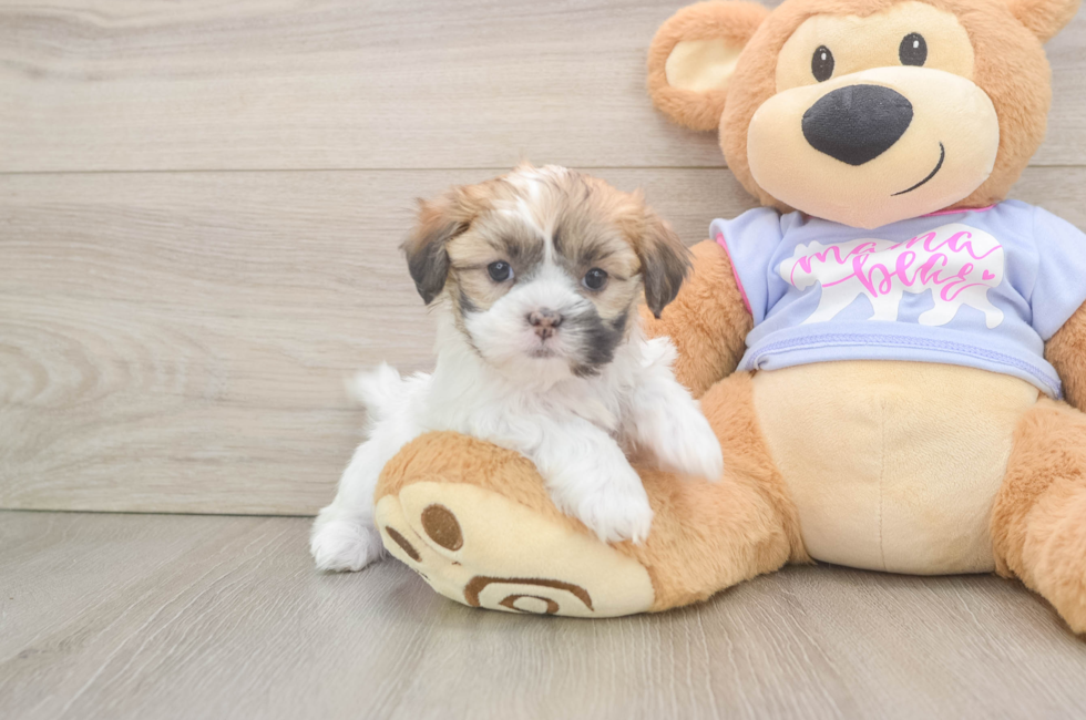 5 week old Teddy Bear Puppy For Sale - Seaside Pups